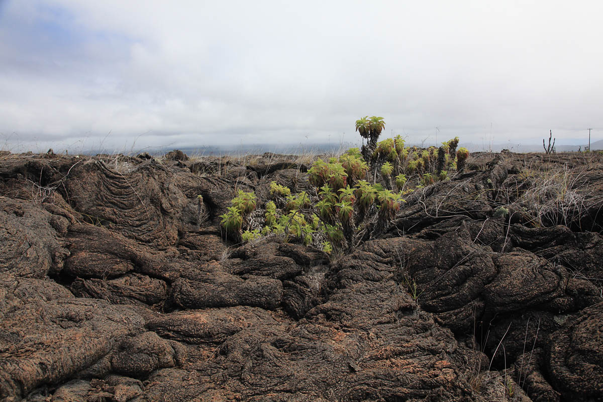 Lava op Isabela